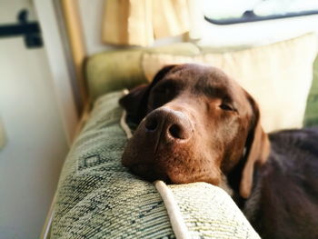 Close-up of dog relaxing on sofa at home