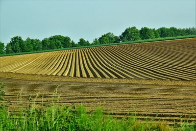 Scenic view of agricultural field against clear blue sky