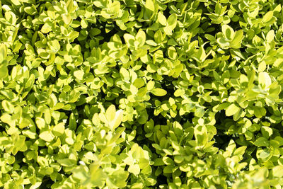 Full frame shot of plants growing in field