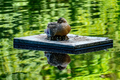 Duck on a lake