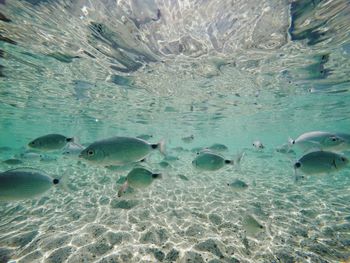 View of fish swimming in sea