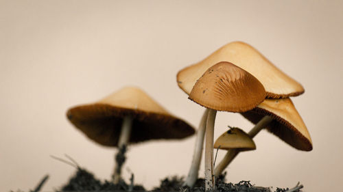 Close-up of mushroom growing on tree