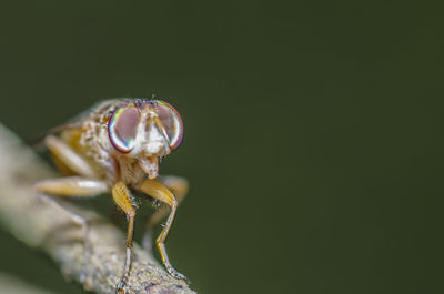 Close-up of insect