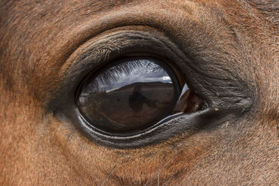 Close-up of horse eye