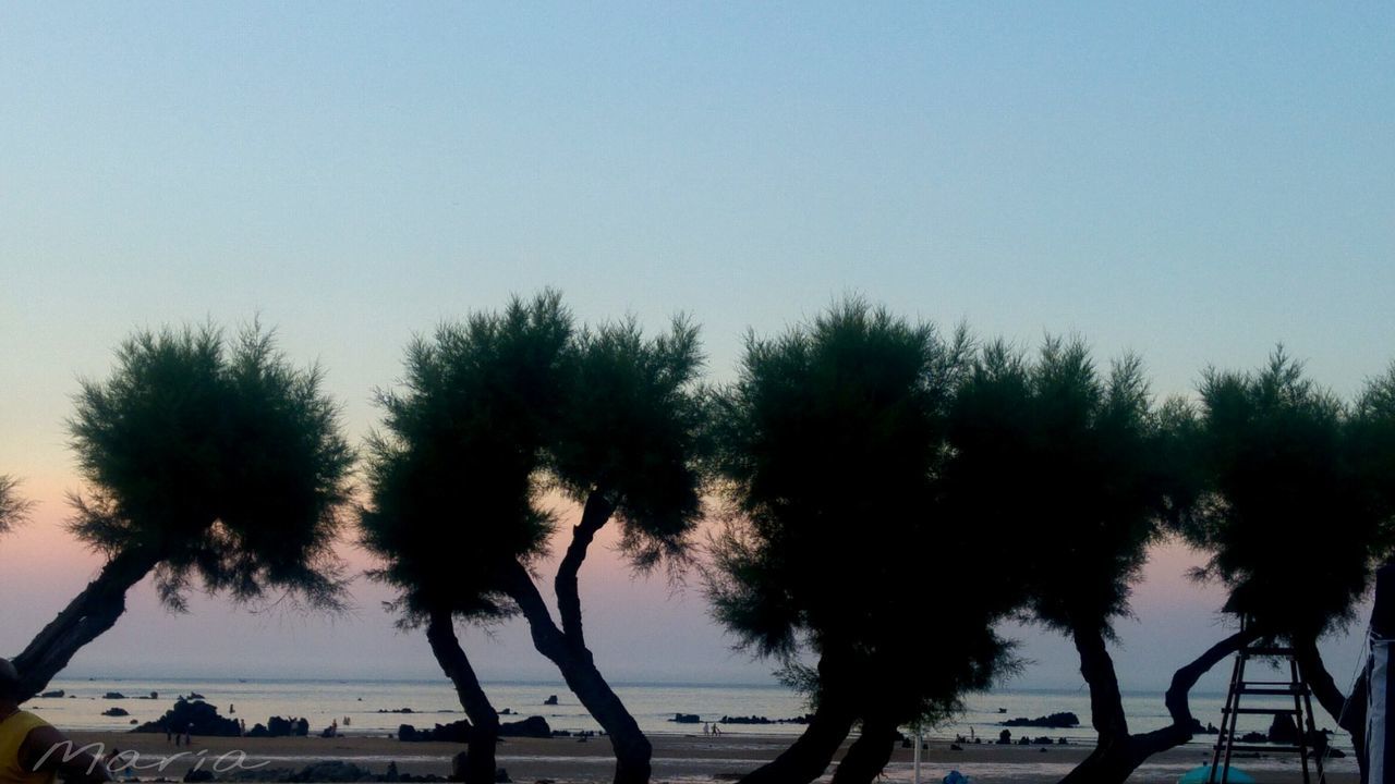 SILHOUETTE OF TREES ON BEACH AGAINST SKY