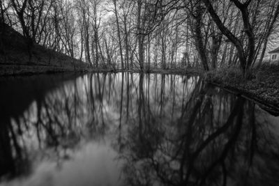 Reflection of bare trees in lake