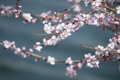 Close-up of cherry blossoms in spring