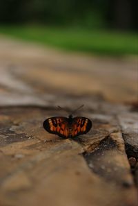 Close-up of butterfly on footpath