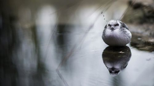 Close-up of plant against blurred background