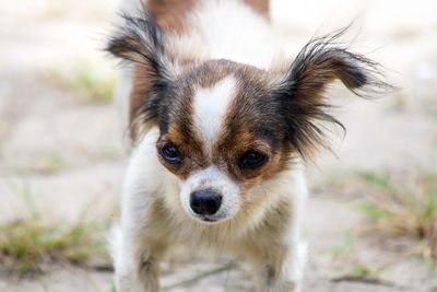 Close-up portrait of a dog on field