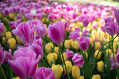Close-up of purple crocus blooming outdoors