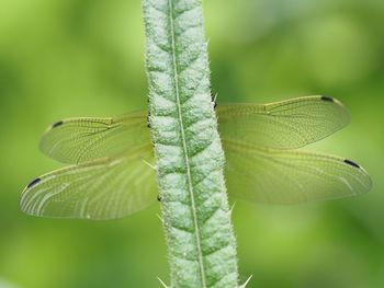 Close-up of insect on leaves