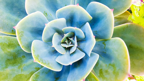 High angle view of plant