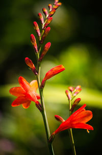 Close-up of montbretia, crocosmia