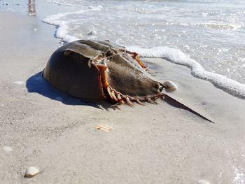 Crab on sand at beach