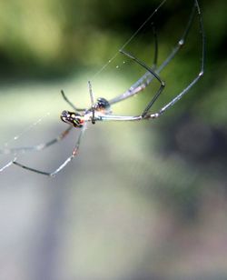 Close-up of spider on web