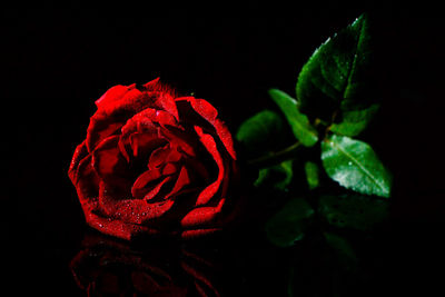 Close-up of red rose against black background