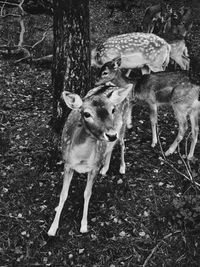 View of deer on tree trunk