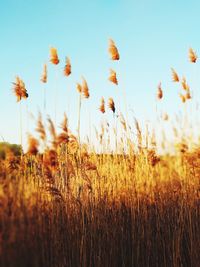 View of stalks in field against clear sky