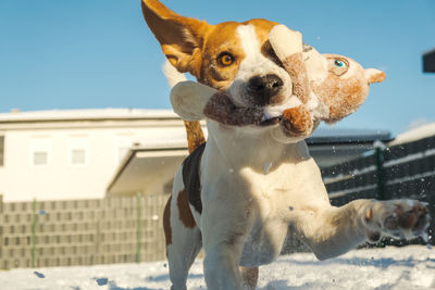 A picture of a fast beagle hound running on the snow fetching a dog toy. canine theme