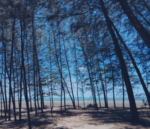 Trees in forest against sky