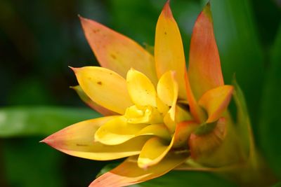 Close-up of yellow flowering plant