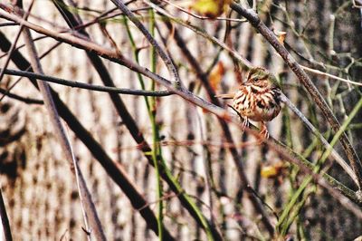 Bird perching on branch