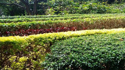 Plants growing on field