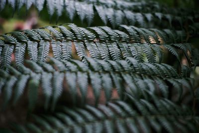 Close-up of green plant