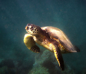 Close-up of turtle swimming in sea