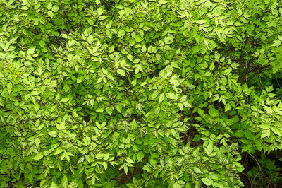 Close-up of green plants