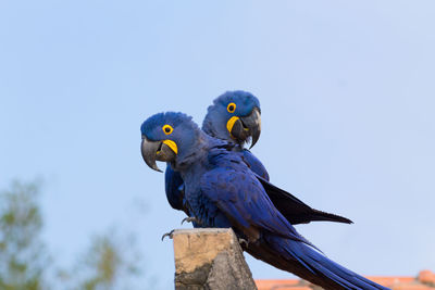 Low angle view of birds perching on wooden post against sky