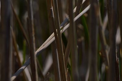 Close-up of plant against blurred background