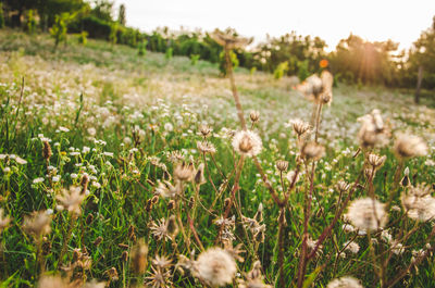 Close-up of flowering plants growing on field