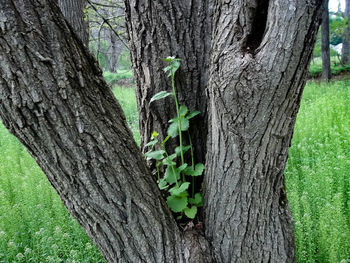 Close-up of tree trunk on field