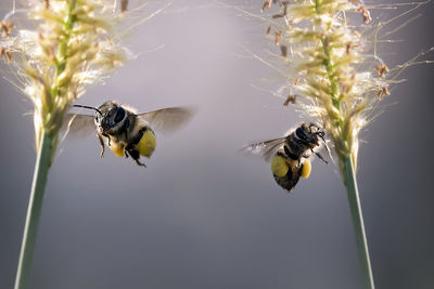 Close-up of insects buzzing by plants