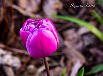 Close-up of pink crocus blooming outdoors