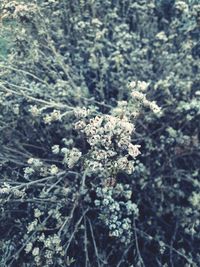 Close-up of flowering plant during winter