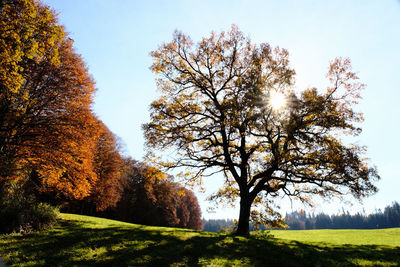 Trees on field against sky during autumn