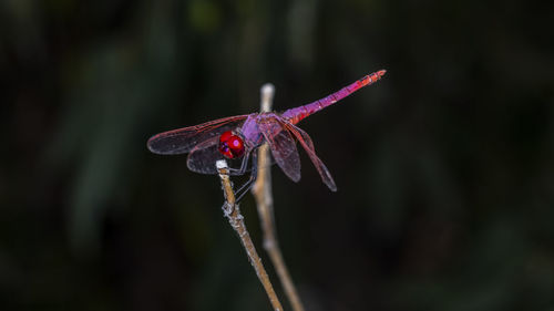 Close-up of insect on red flower