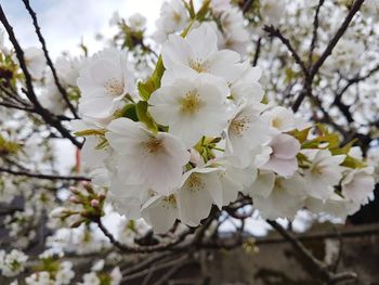 Close-up of white cherry blossoms in spring