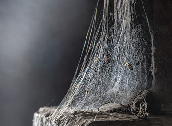 Close-up of spider web on rock