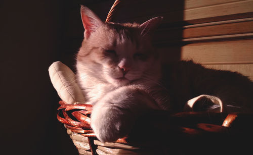 Close-up of cat relaxing in wicker basket at home