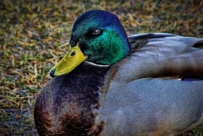 Close-up of bird