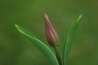 Close-up of green plant