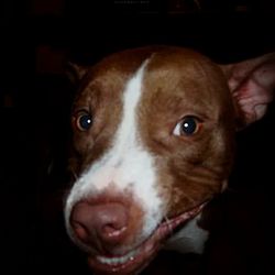 Close-up portrait of dog against black background