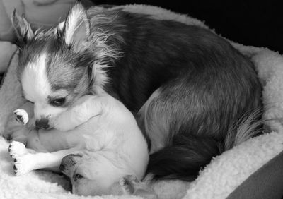 Chihuahua relaxing at home