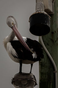 Low angle view of pelican perching on feeder