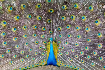 Close-up of dancing peacock with fanned out feathers