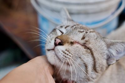 Close-up of hand holding cat